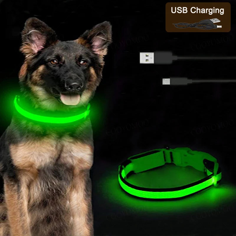 Collier lumineux LED rechargeable pour chien